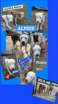 Labrador Retriever and American Bulldog Dogs Available for Adoption in Jackson, Tennessee - ALFIE | PetCurious
