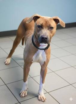 Rescue Pit Bull Terrier and Mixed Breed Dogs for Adoption in Bowling Green, Kentucky - Droolius Caesar | PetCurious
