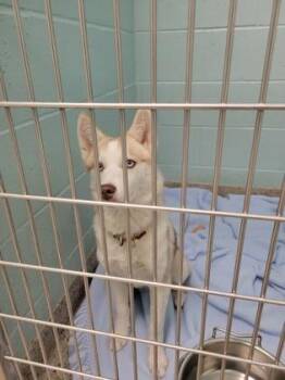 Rhaenyra -  Siberian Husky and Mixed Breed Dog for Adoption in Fishers, Indiana - Rhaenyra | PetCurious