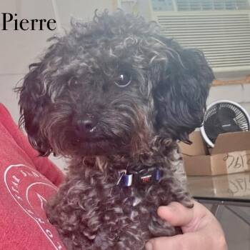 Pierre -  Miniature Poodle Dog for Adoption in Otisfield, Maine - Pierre | PetCurious