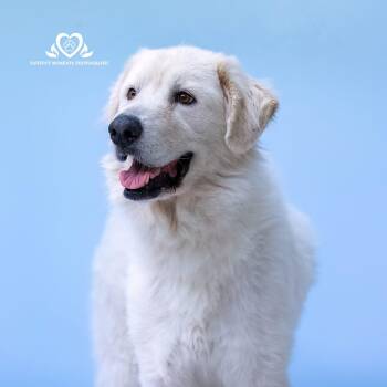 Toby -  Golden Retriever and Great Pyrenees Dog for Adoption in Houston, Texas - Toby | PetCurious