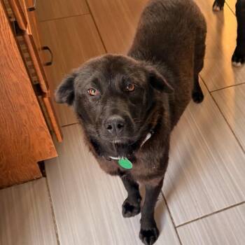 Lavender -  Mixed Breed Dog for Adoption in Buffalo, Minnesota - Lavender | PetCurious