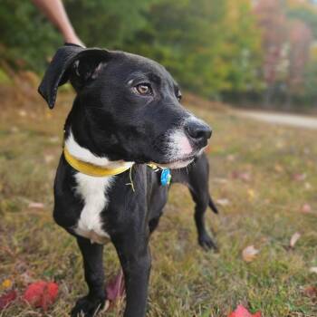 Chief-Available Soon! -  Boxer Dog for Adoption in Conway, New Hampshire - Chief-Available Soon! | PetCurious