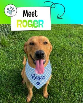 Roger -  Yellow Labrador Retriever Dog for Adoption in Sulphur, Kentucky - Roger | PetCurious