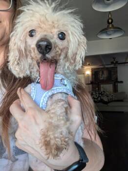 Gene Simmons - ME -  Miniature Poodle Dog for Adoption in Bryan, Texas - Gene Simmons - ME | PetCurious