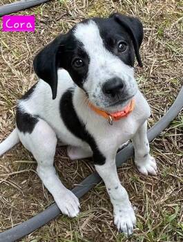 Cora -  Border Collie and Hound Dog for Adoption in Alexander, Arkansas - Cora | PetCurious