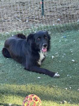Mason -  Border Collie Dog for Adoption in Bend, Oregon - Mason | PetCurious