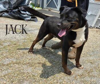 Rescue Pit Bull Terrier and Rottweiler Dogs for Adoption in Marion, Indiana - Jack | PetCurious