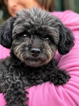 Ireland -  Poodle Dog for Adoption in Long Beach, New York - Ireland | PetCurious