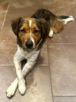 Rescue Cattle Dog and Australian Shepherd Dogs for Adoption in Phoenix, Arizona - Bailey ***Courtesy Post*** | PetCurious