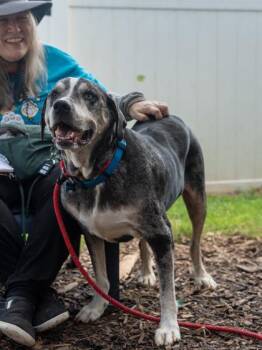 Benko -  Mixed Breed Dog for Adoption in Chamblee, Georgia - Benko | PetCurious