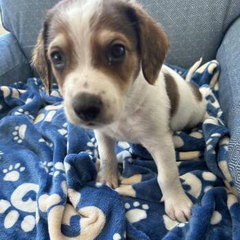 Inspector Jacques -  Wirehaired Terrier and Mixed Breed Dog for Adoption in Fredericksburg, Virginia - Inspector Jacques | PetCurious