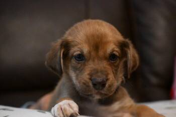 Juneau -  Labrador Retriever and Shepherd Dog for Adoption in Holly Springs, North Carolina - Juneau | PetCurious
