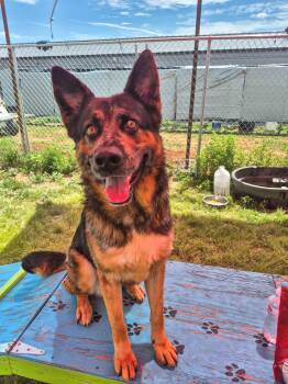 Rescue German Shepherd Dog Dogs for Adoption in Canyon, Texas - Gordon | PetCurious