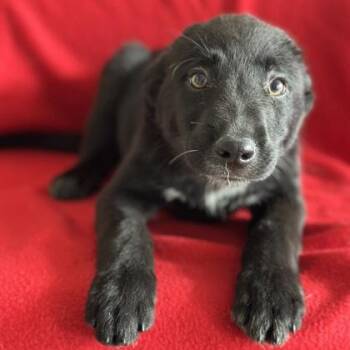 Labrador Retriever Dogs Available for Adoption in Red Bluff, California - Langston | PetCurious