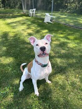Ozzy -  Pit Bull Terrier and Mixed Breed Dog for Adoption in Marion, Ohio - Ozzy | PetCurious