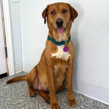 Joni/Mom -  Labrador Retriever Dog for Adoption in St. Peters, Missouri - Joni/Mom | PetCurious