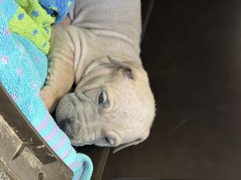 Hines -  Pit Bull Terrier Dog for Adoption in Stahlstown, Pennsylvania - Hines | PetCurious