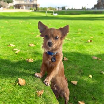Rescue Chihuahua and Papillon Dogs for Adoption in Orange, California - Tito | PetCurious