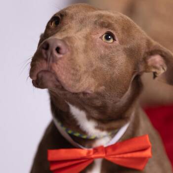 Brownie -  Mixed Breed Dog for Adoption in Chattanooga, Tennessee - Brownie | PetCurious