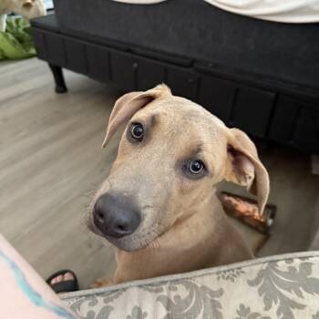Snoopy -  Weimaraner Dog for Adoption in Littleton, Colorado - Snoopy | PetCurious