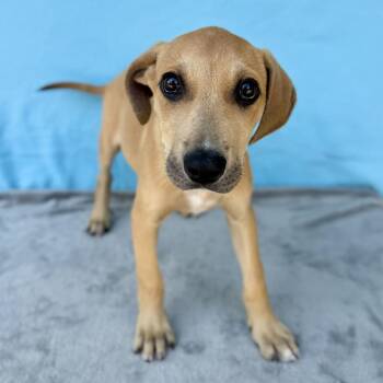 Sydknee -  Terrier and Hound Dog for Adoption in Carencro, Louisiana - Sydknee | PetCurious