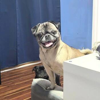 Rescue Pug Dogs for Adoption in Alvin, Texas - Tinsel | PetCurious
