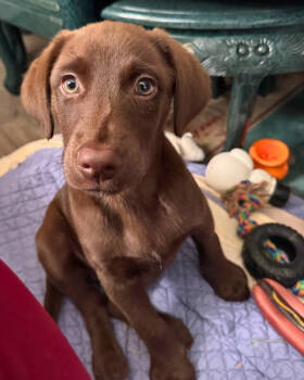 Rescue Labrador Retriever Dogs for Adoption in Novato, California - Maverick | PetCurious