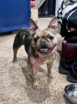 French Bulldog Dogs Available for Adoption in Denver, Colorado - Nova | PetCurious