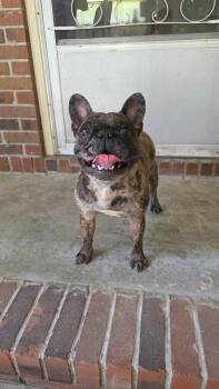 CoCo Chanel -  French Bulldog Dog for Adoption in Heiskell, Tennessee - CoCo Chanel | PetCurious