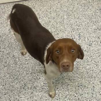 Beagle Dogs Available for Adoption - Harper | PetCurious