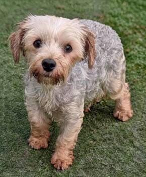 Keeley -  Yorkshire Terrier and Schnauzer Dog for Adoption in Fort Myers, Florida - Keeley | PetCurious