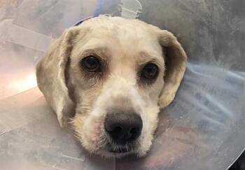 A885776 -  Poodle and Mixed Breed Dog for Adoption in Camarillo, California - A885776 | PetCurious