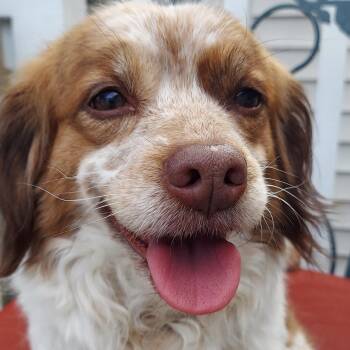 Cavalier King Charles Spaniel and Spaniel Dogs Available for Adoption in Pelham, New Hampshire - Emery  | PetCurious