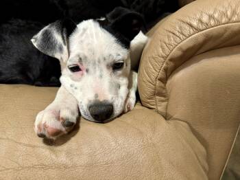 Pit Bull Terrier Dogs Available for Adoption - Patch | PetCurious