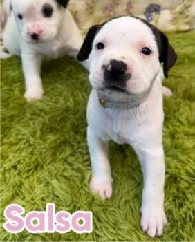 Salsa -  American Staffordshire Terrier Dog for Adoption in Sedalia, Colorado - Salsa | PetCurious