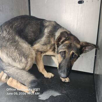 SOL -  German Shepherd Dog Dog for Adoption in San Antonio, Texas - SOL | PetCurious