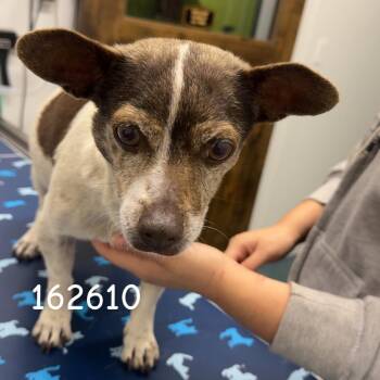 Chalupa -  Jack Russell Terrier and Chihuahua Dog for Adoption in St. Augustine, Florida - Chalupa | PetCurious