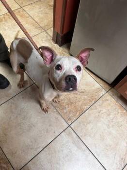 Mitsuri -  Mixed Breed Dog for Adoption in Cincinnati, Ohio - Mitsuri | PetCurious