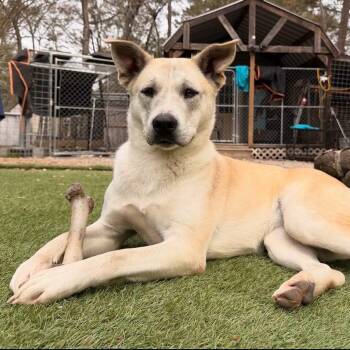 Molly -  Husky and Cattle Dog Dog for Adoption in Magnolia, Texas - Molly | PetCurious