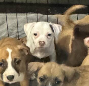 Rescue Chihuahua Dogs for Adoption in Los Angeles, California - Lazy Daisy | PetCurious