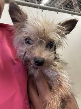 Myrtle - TX -  Yorkshire Terrier Dog for Adoption in Bryan, Texas - Myrtle - TX | PetCurious