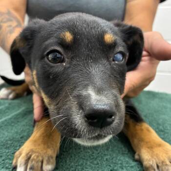 Australian Cattle Dog Blue Heeler Dogs Available for Adoption - Valkyrie | PetCurious