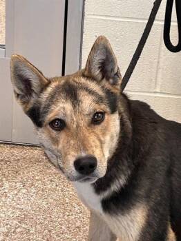 German Shepherd Dog Dogs Available for Adoption - DAKOTA | PetCurious