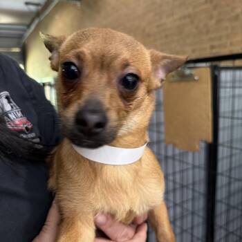 Chihuahua Dogs Available for Adoption in Birmingham, Alabama - Rover | PetCurious