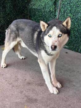 Husky and Mixed Breed Dogs Available for Adoption in El Paso, Texas - 60854394 | PetCurious