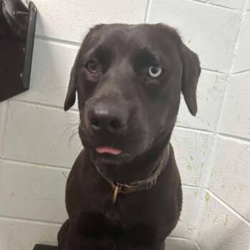 Black Labrador Retriever Dogs Available for Adoption in Beaumont, Texas - Hippy | PetCurious