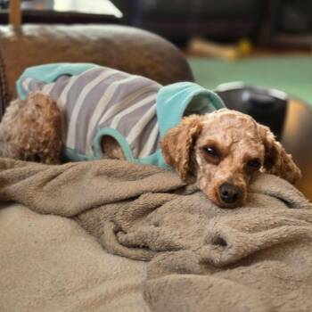 Poodle Dogs Available for Adoption in Rochester, Minnesota - Carmilla | PetCurious