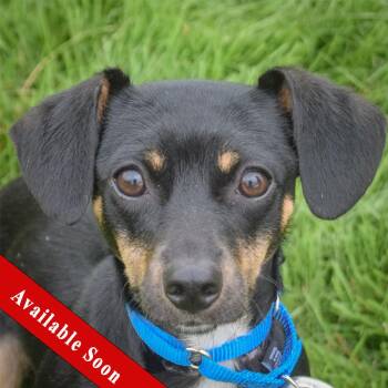 Enigma -  Chihuahua and Dachshund Dog for Adoption in Huntley, Illinois - Enigma | PetCurious