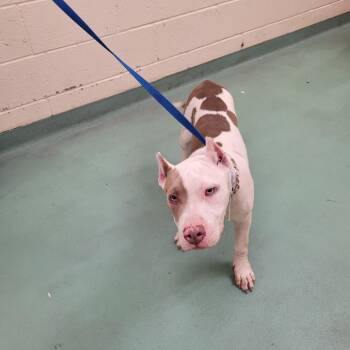 Tigger -  Mixed Breed Dog for Adoption in Memphis, Tennessee - Tigger | PetCurious